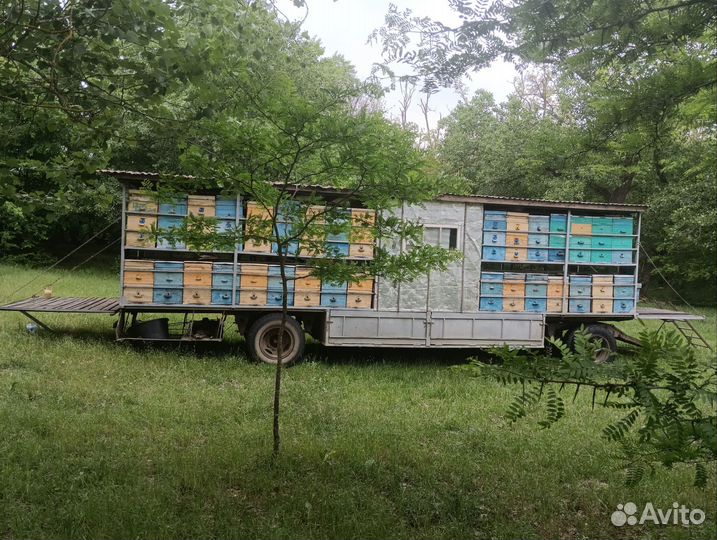 Пчело повилеон