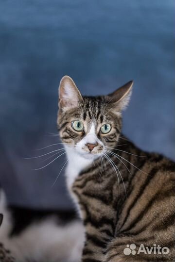 Котик в добрые руки