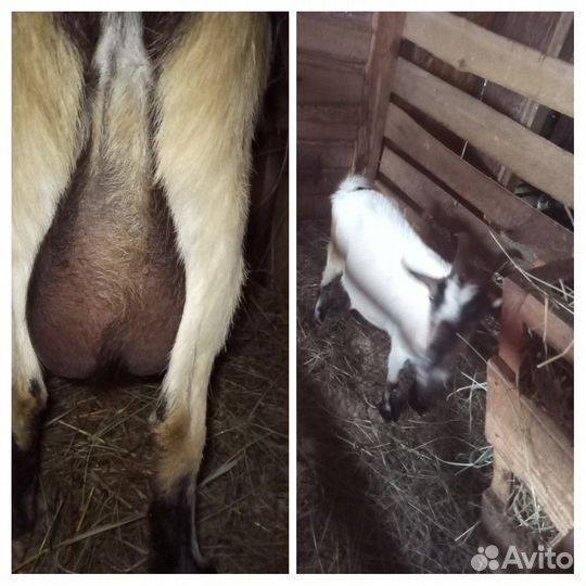 Дойные козочки