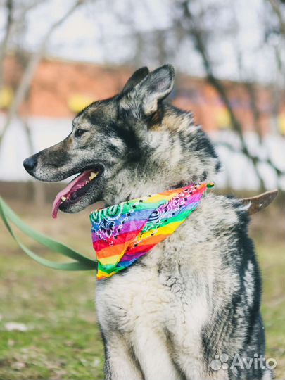 Отдам в добрые руки