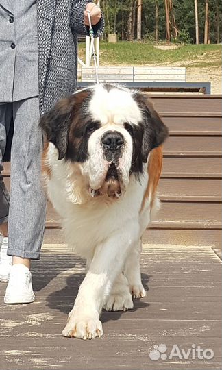 Сенбернар вязка