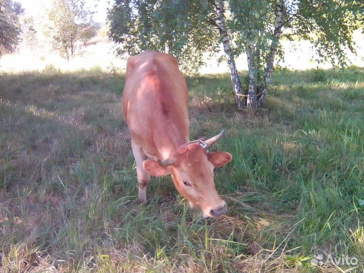 Коровы телки