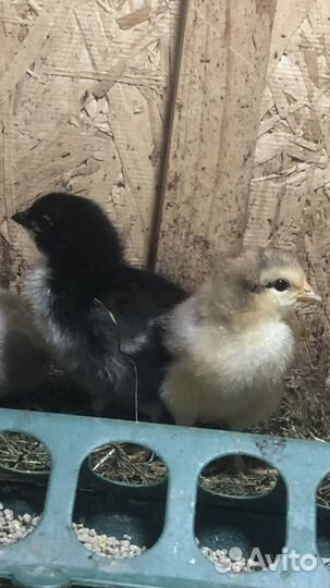 Цыплята