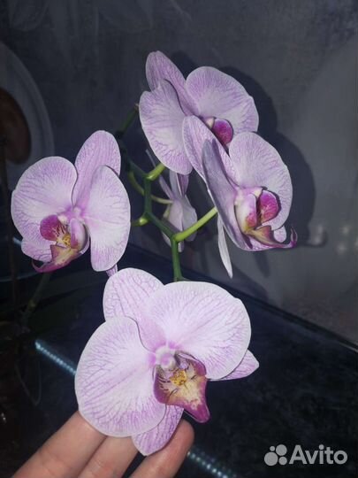 Орхидея фаленопсис