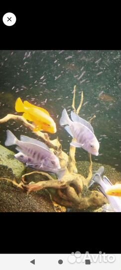 Малавийские цихлиды