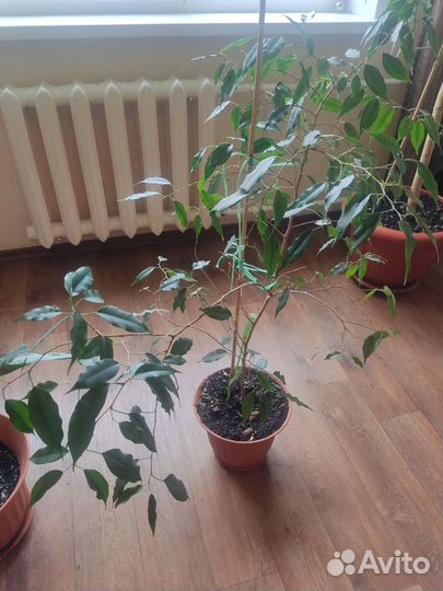 Фикус бенджамина
