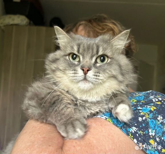 Тимошка-прекрасный котик в поисках семьи