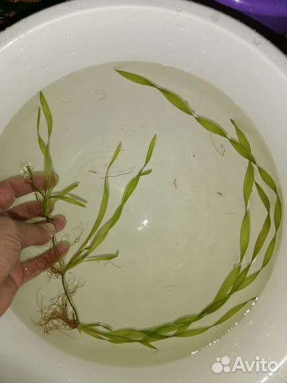 Аквариумные растения.Грунт.Оборудование.Сомики