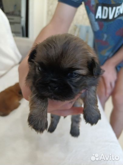 Щенки пекинеса