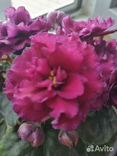 Сортовые фиалки пт-Миссандея