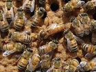 Пчелосемьи на высадку объявление продам
