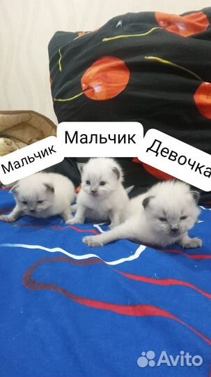 Невские котята