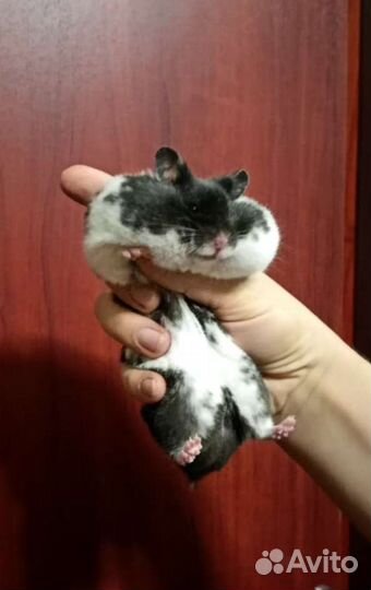 Красивые сирийские хомячки питомниковые