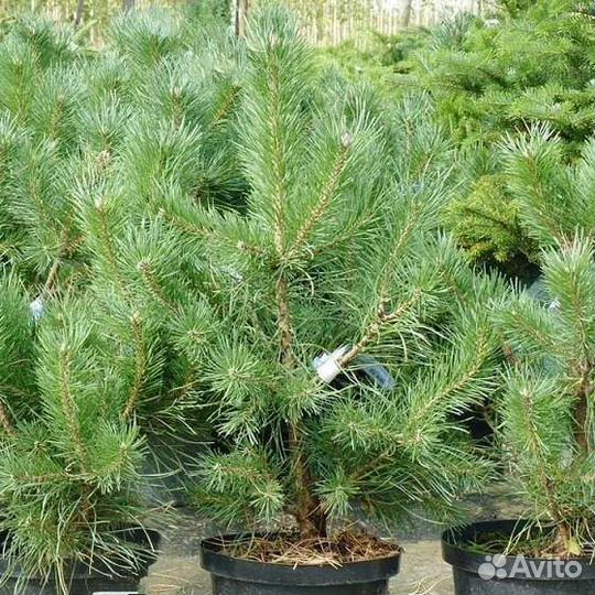 Саженцы сосна, ель