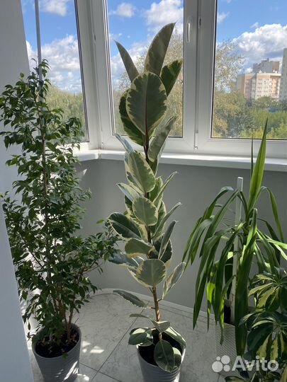 Фикус юкка шефлера офисные цветы