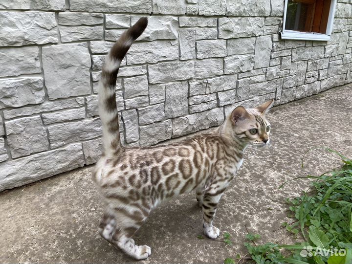 Бенгальский котенок минк девочка