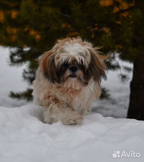 Передержка собак (частный дом)