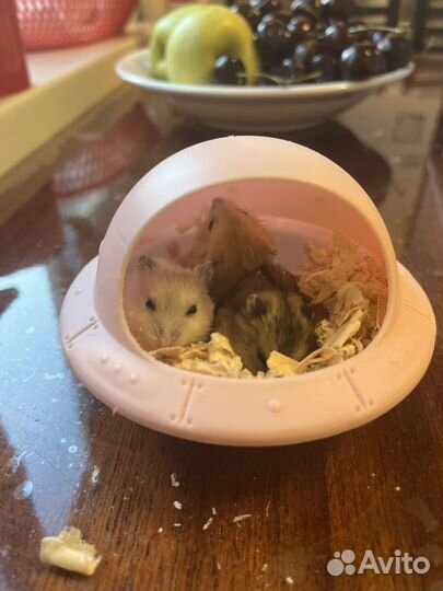 Хомяки джунгарики