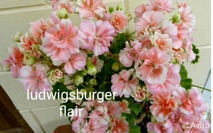 Сортовая пеларгония