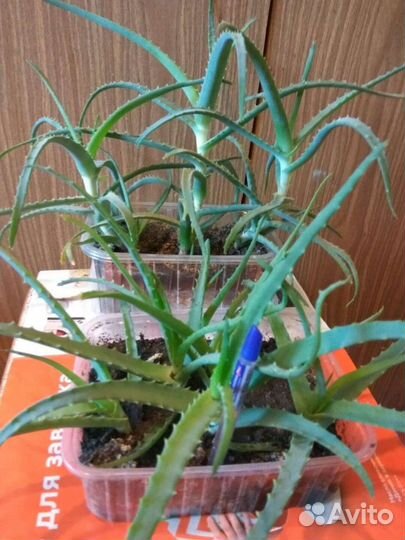 Продам Алоэ