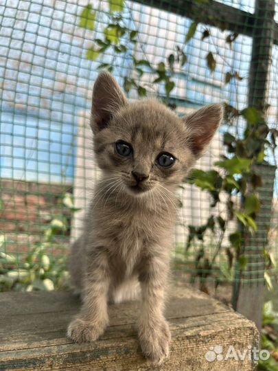 Кошка в дар бесплатно