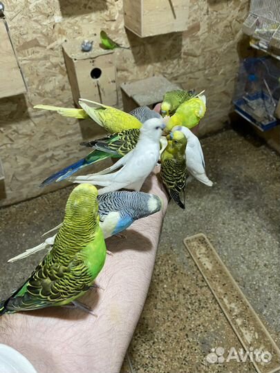 Волнистый попугай и клетки