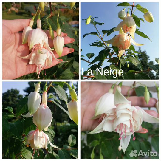 Фуксия цветы