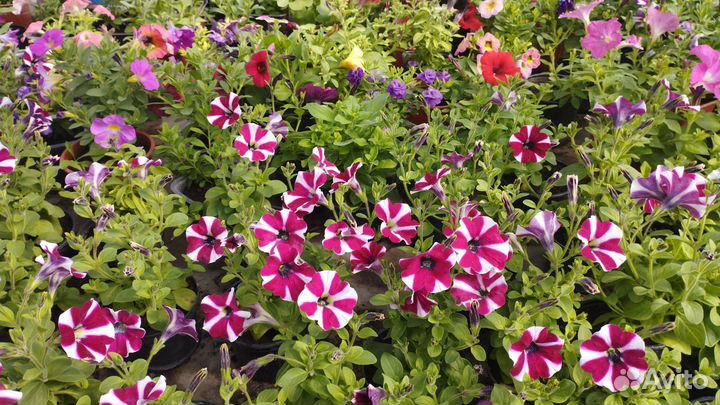 Петуния крупноцветковая