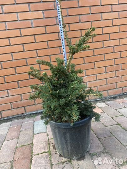 Ель колючая лаки страйк