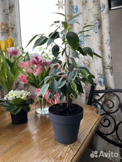 Фикус бенджамина