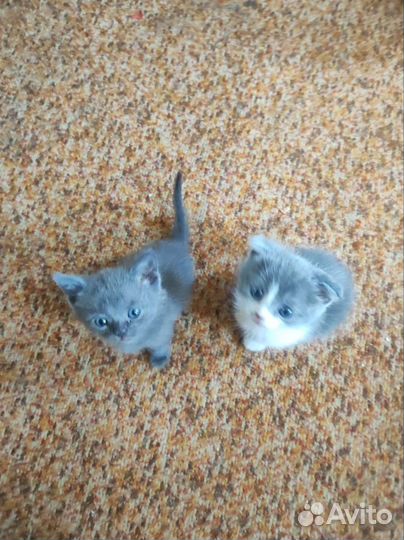 Британская вислоухая кошка