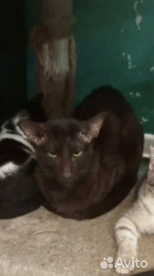 Кот Ориентал кастрированный в добрые руки