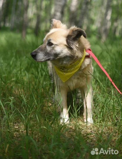 Собака в добрые руки отдам бесплатно