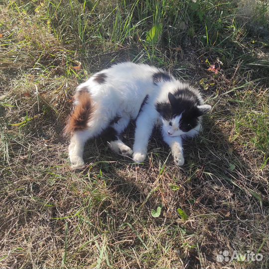 Кошка в добрые руки