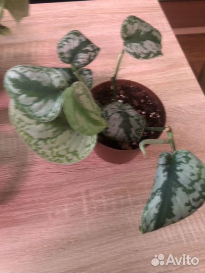 Сциндапсусы