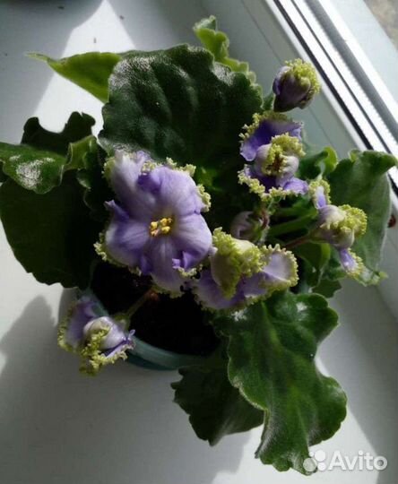 Фиалки мохровые