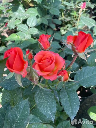 Многолетние садовые цветы