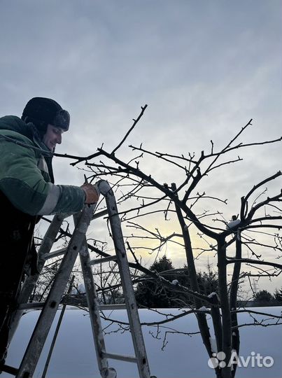 Обрезка деревьев