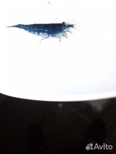 Креветки, улитки и растения