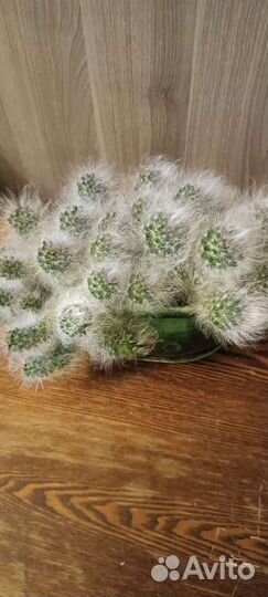 Кактус эспостоа (пушистый)