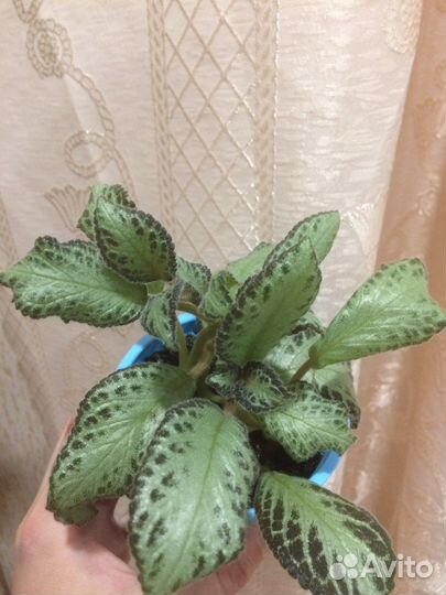 Комнатные цветы