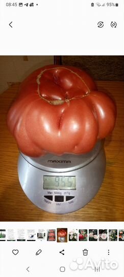 Семена сортовых томатов и перца