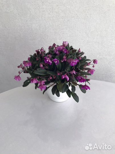 Фиалка сенполия