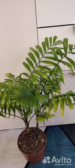 Фикус микрокарпа,робуста,хамедория