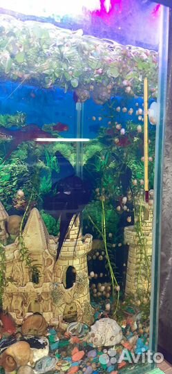 Улитки аквариумные ампулярии молодь