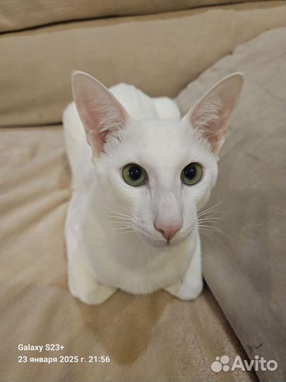 Кот ориентал на вязку