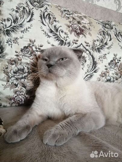 Шотландский котик на вязку