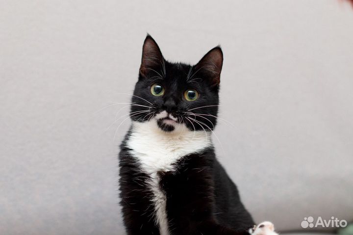 Кошечка Ксения