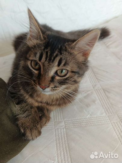 Котик в добрые руки