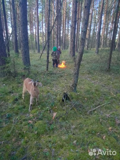 Навоз козий